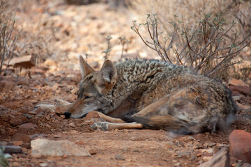 Sleepy coyote