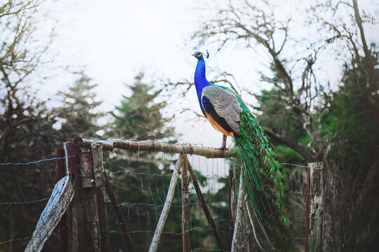 Peacock in the park. A beautiful peacock on a wooden fence.