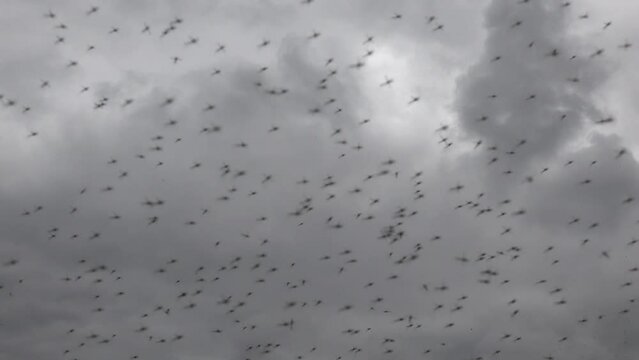 large cloud of mosquitoes and gnat flies against the background of dark sky before big rain
