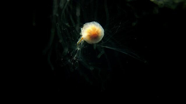 Lion's Mane Jellyfish Cyanea Capillata Swimming
