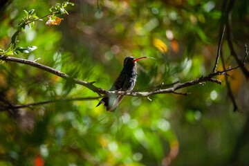 red beaked hummingbird