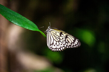 butterfly on leaf