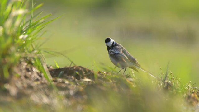 White wagtail or  Pied wagtail - Motacilla alba black and white color small songbird