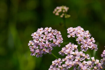 Schafgarbe (Achillea millefolium L.)	