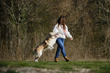 Fototapeta premium Half breed Swiss Shepherd dog plays with stick. Female Pet owner has fun with pets outside on clearing near forest in spring. Young Caucasian woman walks in field with white red dog of mixed breed.