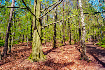 Magical enchanted fairytale forest with fern, moss, lichen and sandstone rocks at the hiking trail in the national park Saxon Switzerland, Bad Schandau, Saxony, Germany.