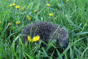 hedgehog in green grass looks at the camera