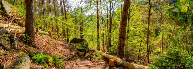 Panoramic with magical enchanted fairytale forest with fern, moss, lichen and sandstone rocks at the hiking trail in the national park Saxon Switzerland, Bad Schandau, Saxony, Germany.