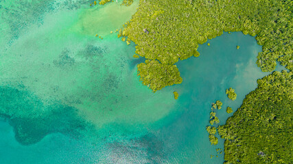 Aerial drone of mangroves in the turquoise water of a tropical sea. Negros, Philippines.