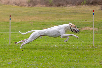 White greyhound fully stretched out