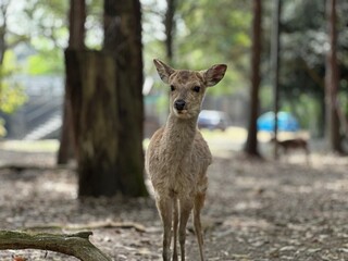 Graceful Majesty: Captivating Portrait of a Majestic Deer in the Wild