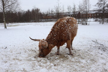 Highland Cow in Winter
