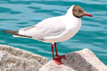 A bird, a beautiful Brown-headed Gull (Larus brunnicephalus) perched on a rock by the sea facing rightwards, also known as the great black-headed gull