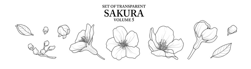 Cute hand drawn isolated black outline of Sakura on transparent background png file (Volume 5)