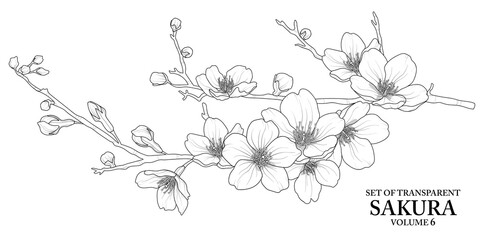 Cute hand drawn isolated black outline of Sakura on transparent background png file (Volume 6)