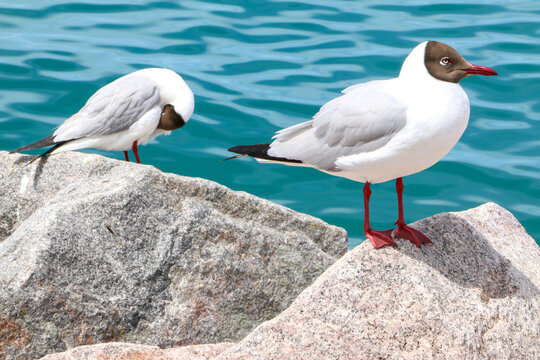 Birds on rocks, beautiful Brown-headed Gulls (Larus brunnicephalus) at Qinghai Lake, China - one preening its feathers with its beak, one facing rightwards