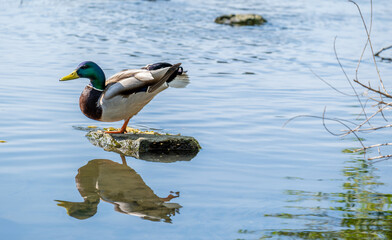A duck stands on one leg on a rock in the lake.