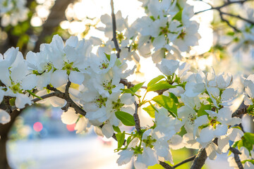 Blooming apple tree .Apple blossoms close-up on a sunny day.