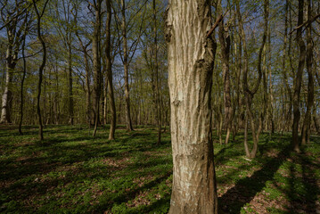 Fototapeta premium SEASONS IN THE PARK - Trees in spring flowers in sunlight 