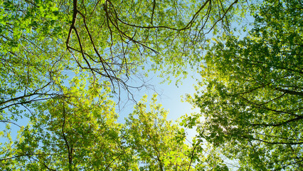 trees and tree branches in the forest against the blue sky view from below