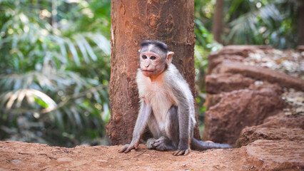 Cute little monkey looking at the camera