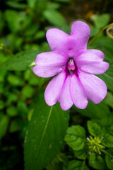 closeup up photo of violet flower of Impatiens platypetala (he broad-petaled touch-me-not), a species native to the eastern himalayas