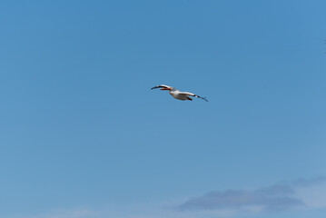 American White Pelican Flying In A Blue Sky