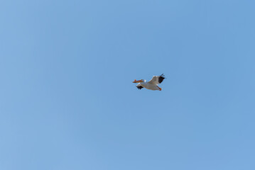 American White Pelican Flying In A Blue Sky