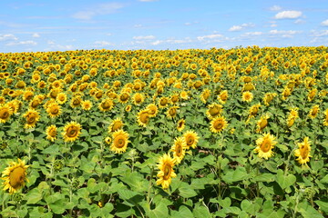 field of sunflowers