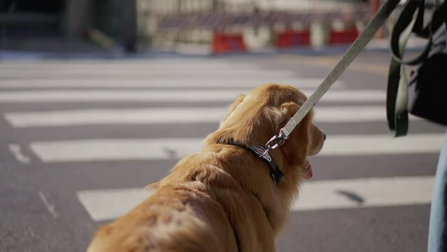 Dog on a leash standing outside in city waiting to cross street at crosswalk. Golden Retriever Pet going for a walk with owner