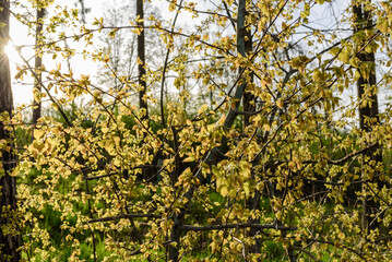 Buchenblätter im Gegenlicht im Frühjahr 