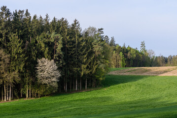 Obraz premium Wald und Wiese im Frühjahr bei Sonne