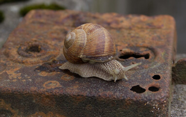 the snail crawls up the old rusty lock from the door slowly and in slow style