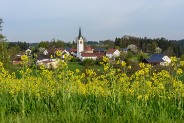 Dorf mit Kirche, mit Rapsfeld im Vordergrund