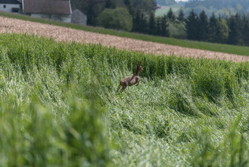 Fliehendes Rehwild ausbfeld