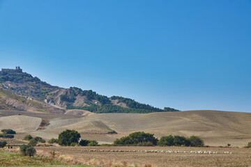 flock of sheep grazing on the hill