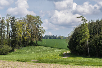 Wald und Wiese im Frühjahr bei Sonne