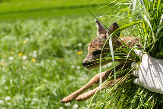 Ansitz am Morgen im Fr&uuml;hjahr mit Laubwald