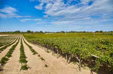 Fototapeta na wymiar Grapevine rows at a vineyard estate on a sunny day in Collecorvino, Abruzzo, Italy.