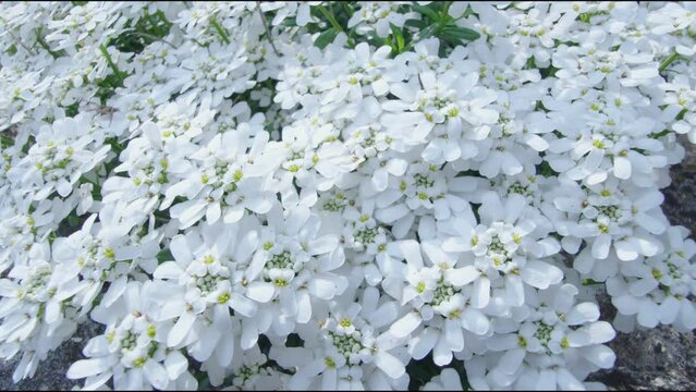 Iberis flower. Spring white flowers background. Blooming flowers background