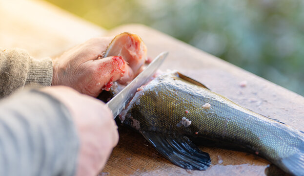 A man with a knife cleans a river fish tench outside on a table