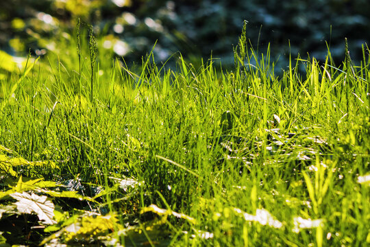 closeup of grass on the meadow. sunny morning in springtime