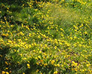 grassy glade with blooming dandelions. natural floral background on a sunny day