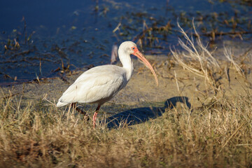 White Ibis 
