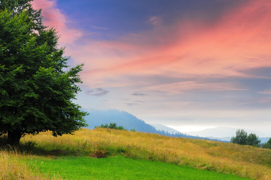 landscape with tree on the hill at sunset. summer scenery of mountainous carpathian countryside