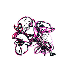 Orchid flower color sketch with a transparent background