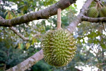 durian fruit on the green fruit tree dubbed the king of fruits tropical fruit