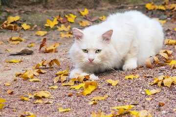 Naklejka na ściany i meble white fluffy homeless yard cat on the street with autumn leaves