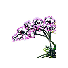 Orchid flower color sketch with a transparent background