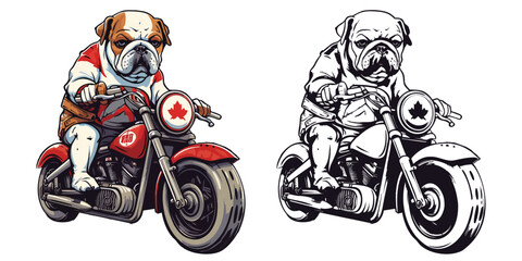 A bulldog riding a motorcycle in canadaday.Illustration of T-shirt design graphic.	